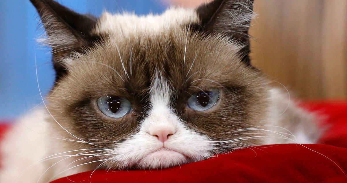 Grumpy Cat, Internet Celebrity, Meme Sensation &amp; Movie Star, Dies at 7