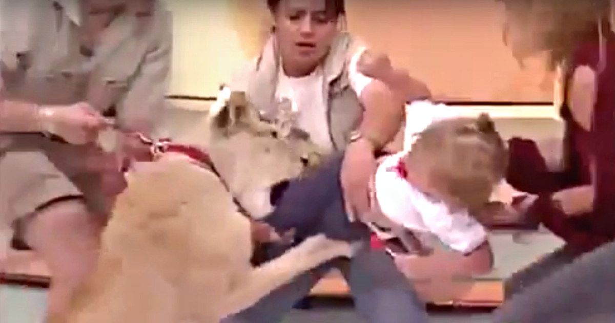 Lion Attacks Child on Live TV in Scary Viral Video