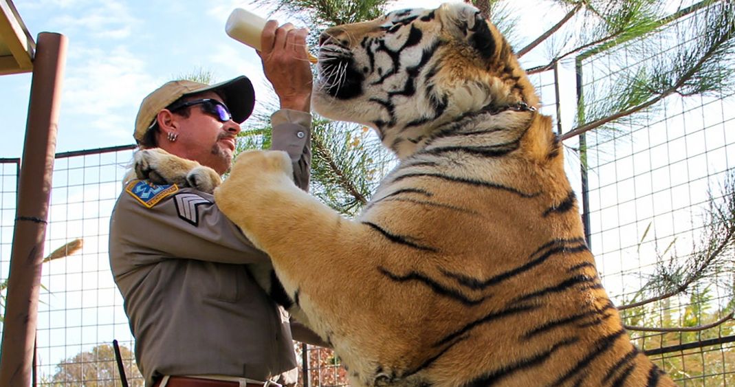 39 Tigers from Netflix's Tiger King Are Now Safe in an Animal Sanctuary