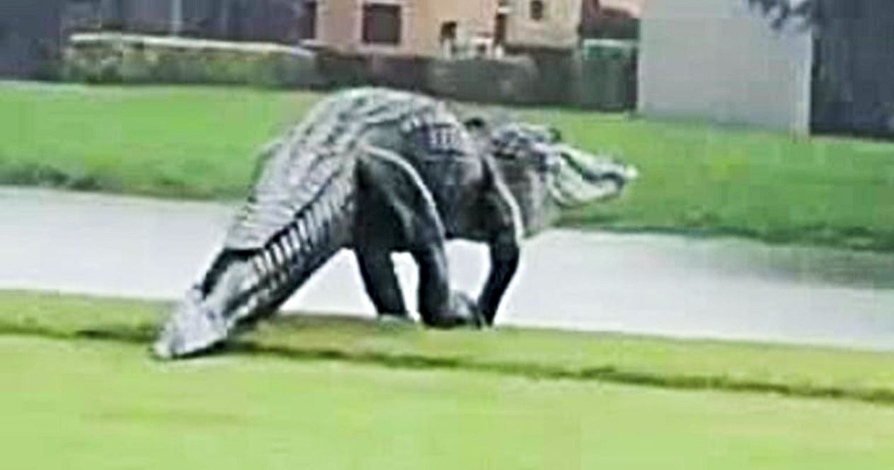 Monster Alligator Emerges from Tropical Storm Eta, Did Jurassic Park Just Become Real?