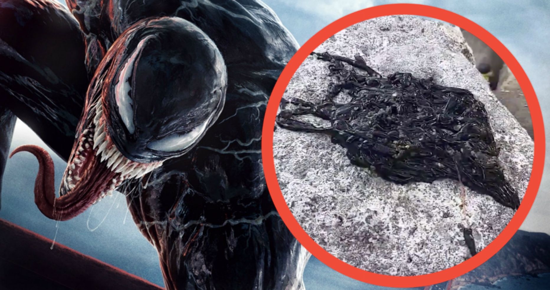 Real Venom Symbiote Discovered in Viral Video Has the Internet Freaking Out