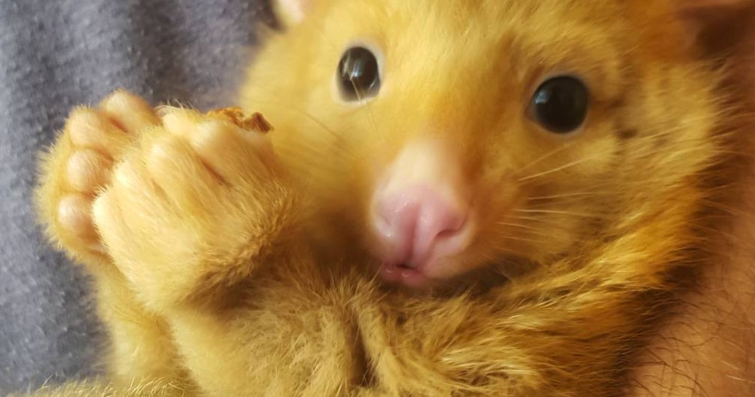 Rare Golden Possum Named Pikachu Looks Like a Real-Life Pokemon