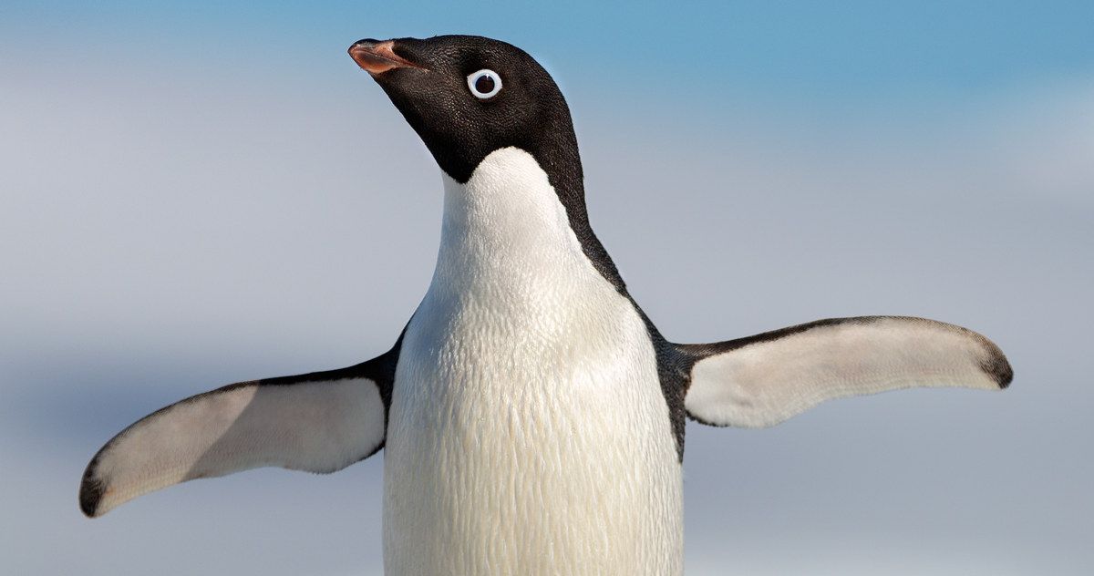 Disneynature's Penguins Trailer Reveals Earth Day 2019 Release Date