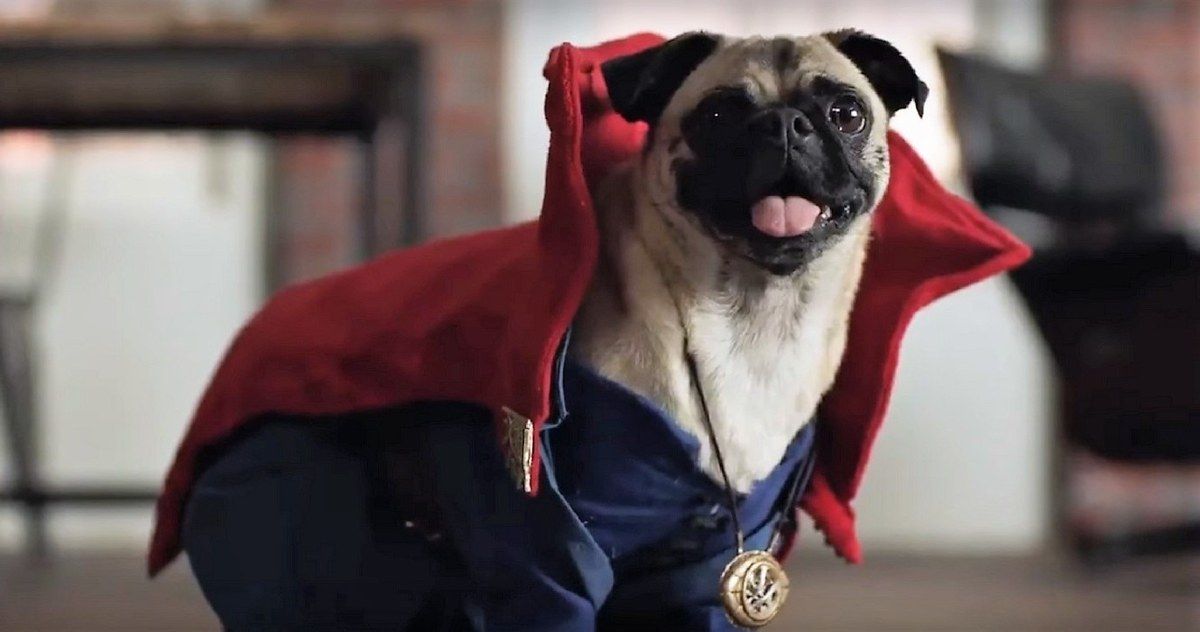 Dogtor Strange: Superhero Dogs &amp; Benedict Cumberbatch Tease Home Video Release