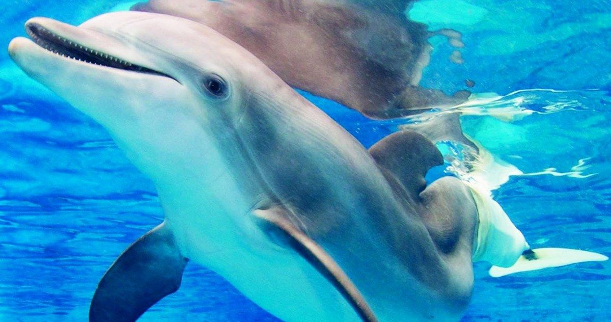 Dolphin Tale 2 Trailer