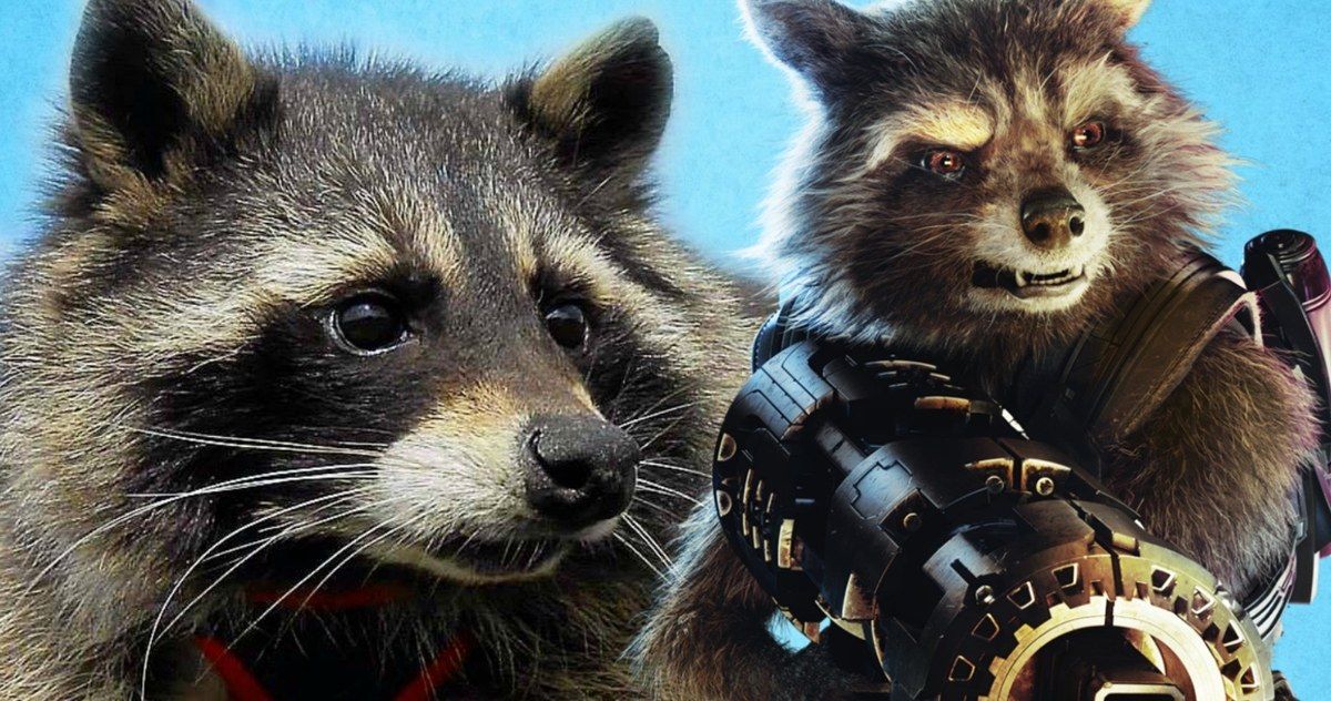 Oreo the Raccoon, Real-Life Guardians Inspiration for Rocket, Passes Away