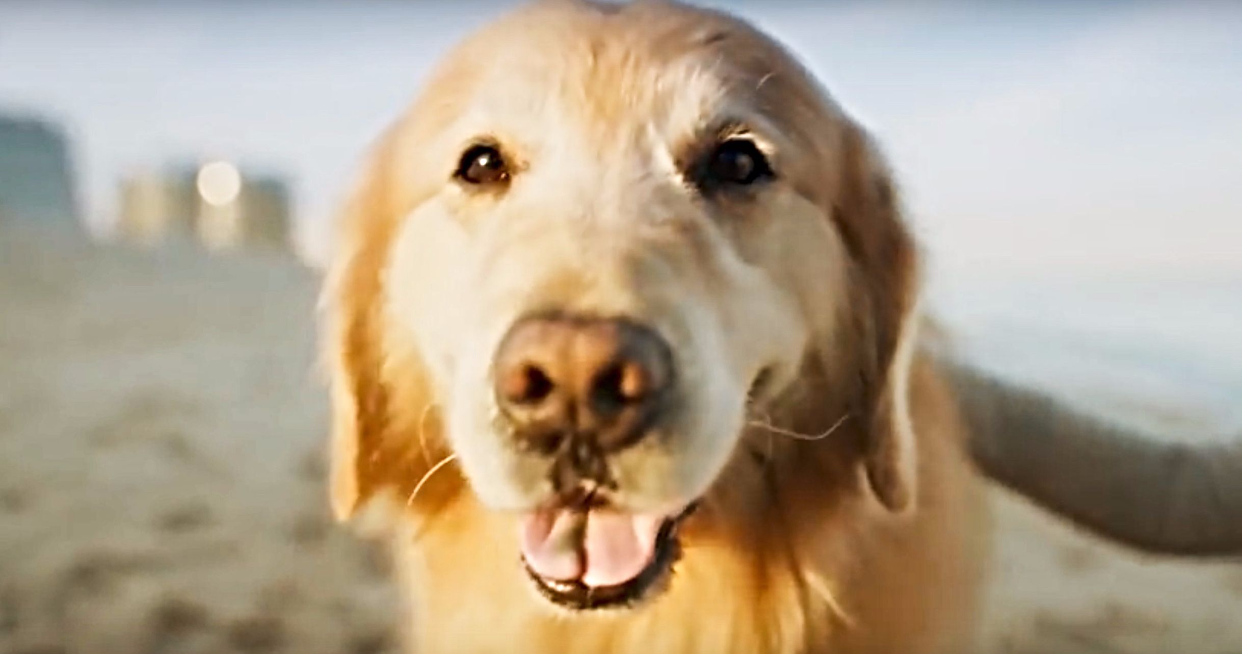 Cancer Survivor Dog's Owner Gives Thanks with $6M Super Bowl Commercial
