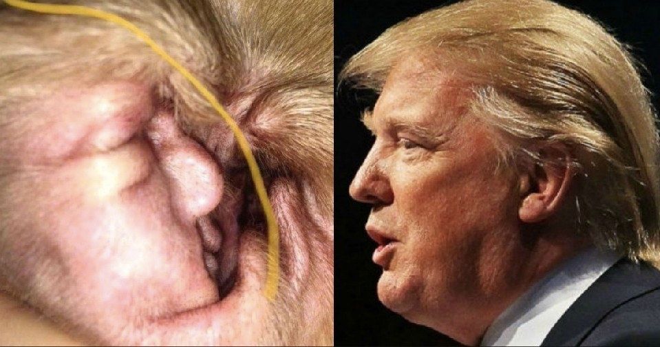 Why Does the Inside of This Dog's Ear Look Like Donald Trump?