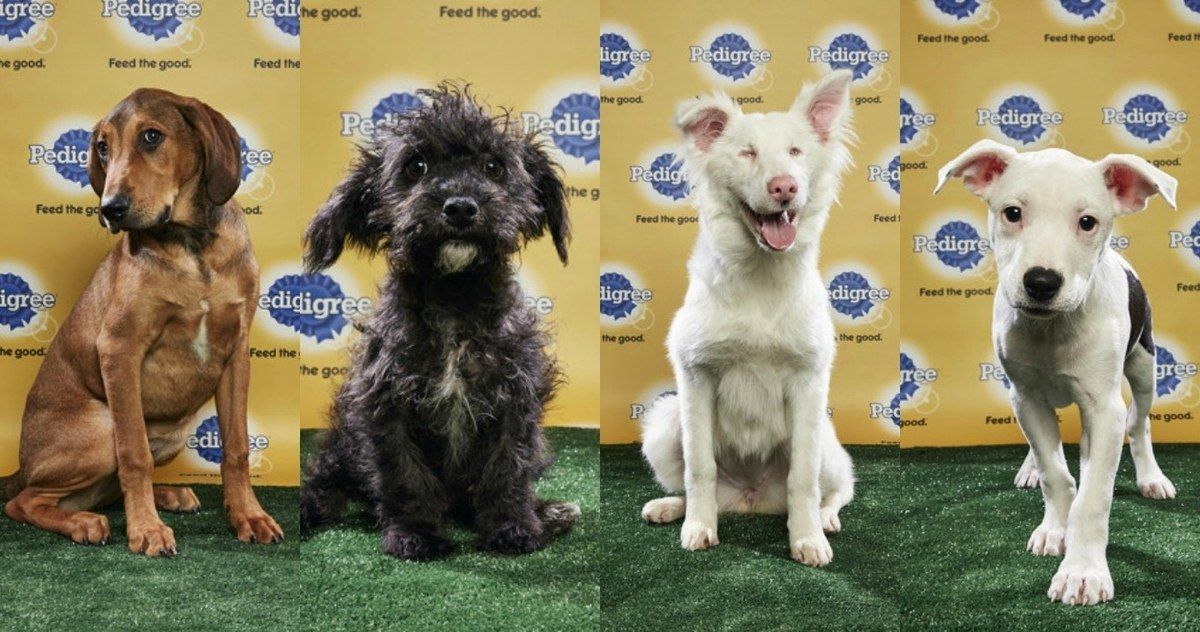 Puppy Bowl 2018 Starting Lineup Announced