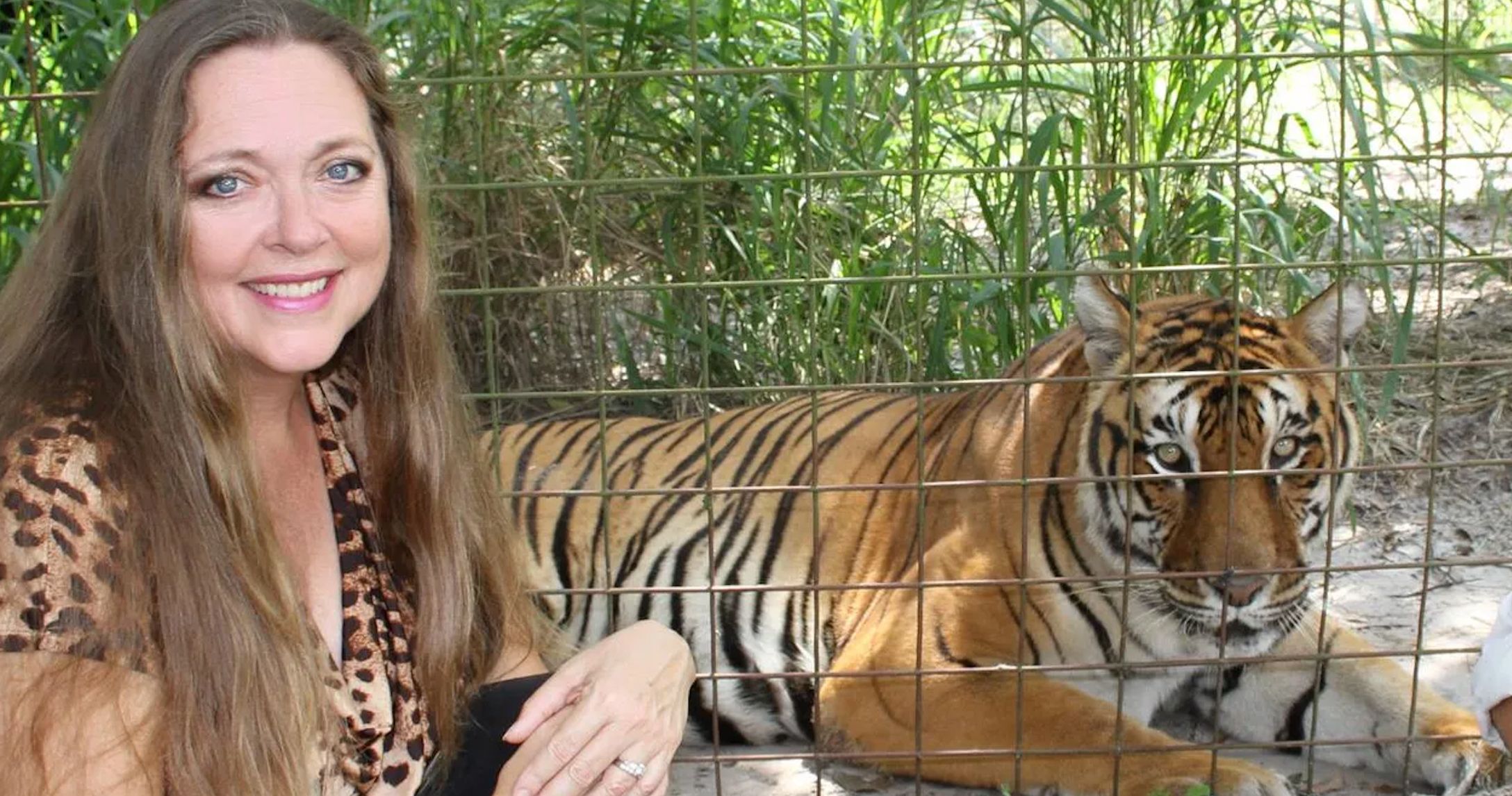 Tiger Attacks Staffer at Carole Baskin's Big Cat Rescue Sanctuary