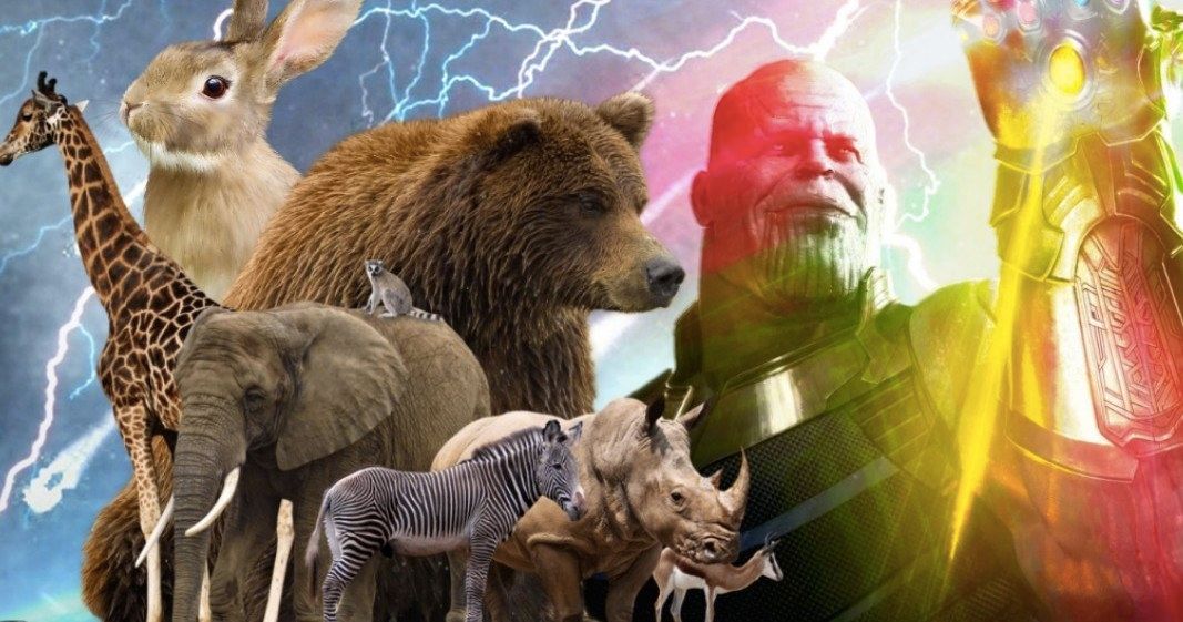 Thanos' Infinity War Snap Also Killed Animals