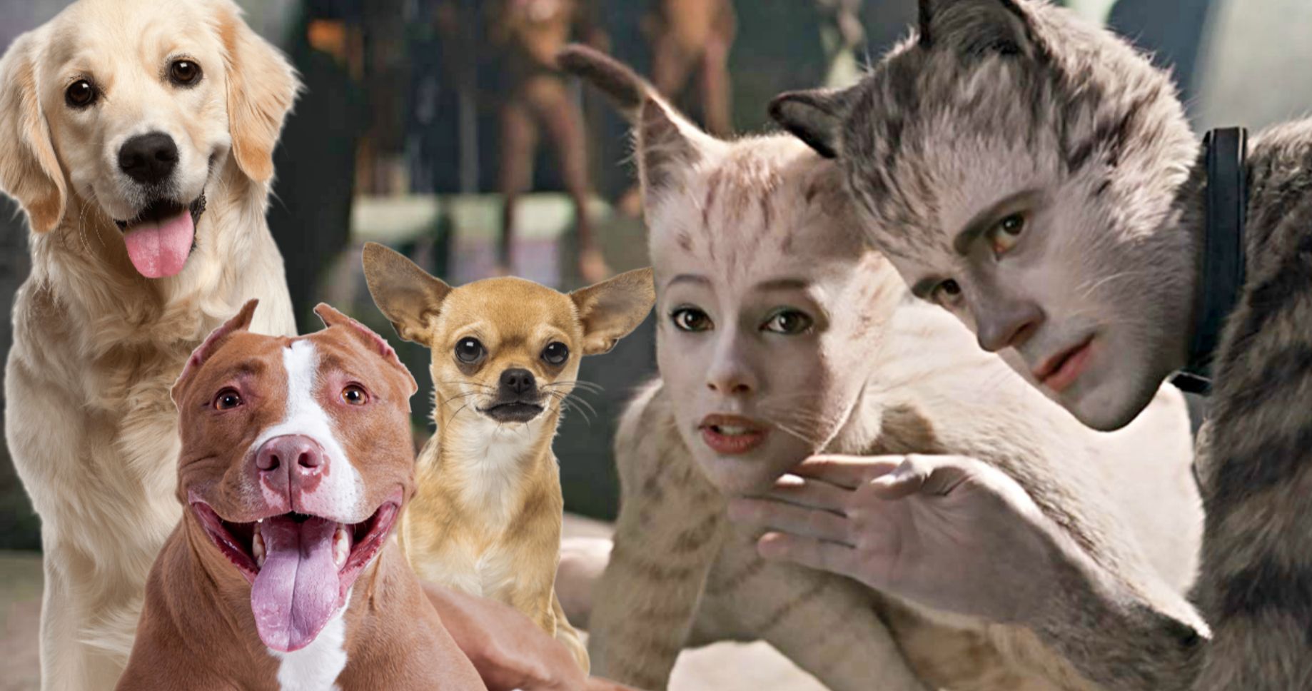 Dog-Friendly Cats Screenings Give Fans a New Reason to Howl
