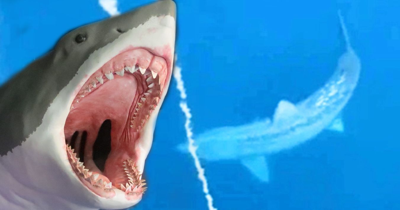 TikTok of Giant Shark Terrorizing Tourists Ignites Megalodon Theories