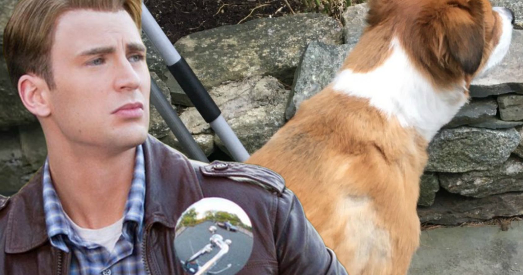Chris Evans Groomed His Dog and Instantly Proved He Should Stick to Acting