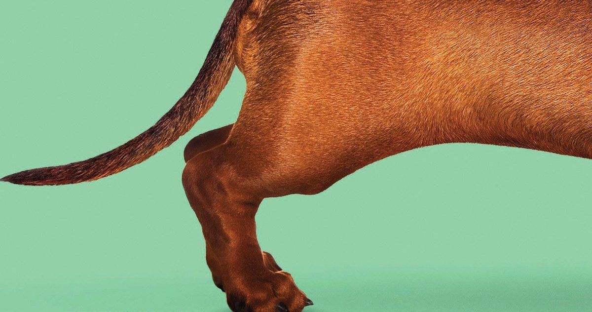 Dawn Wiener Returns in Todd Solondz's Wiener-Dog Trailer