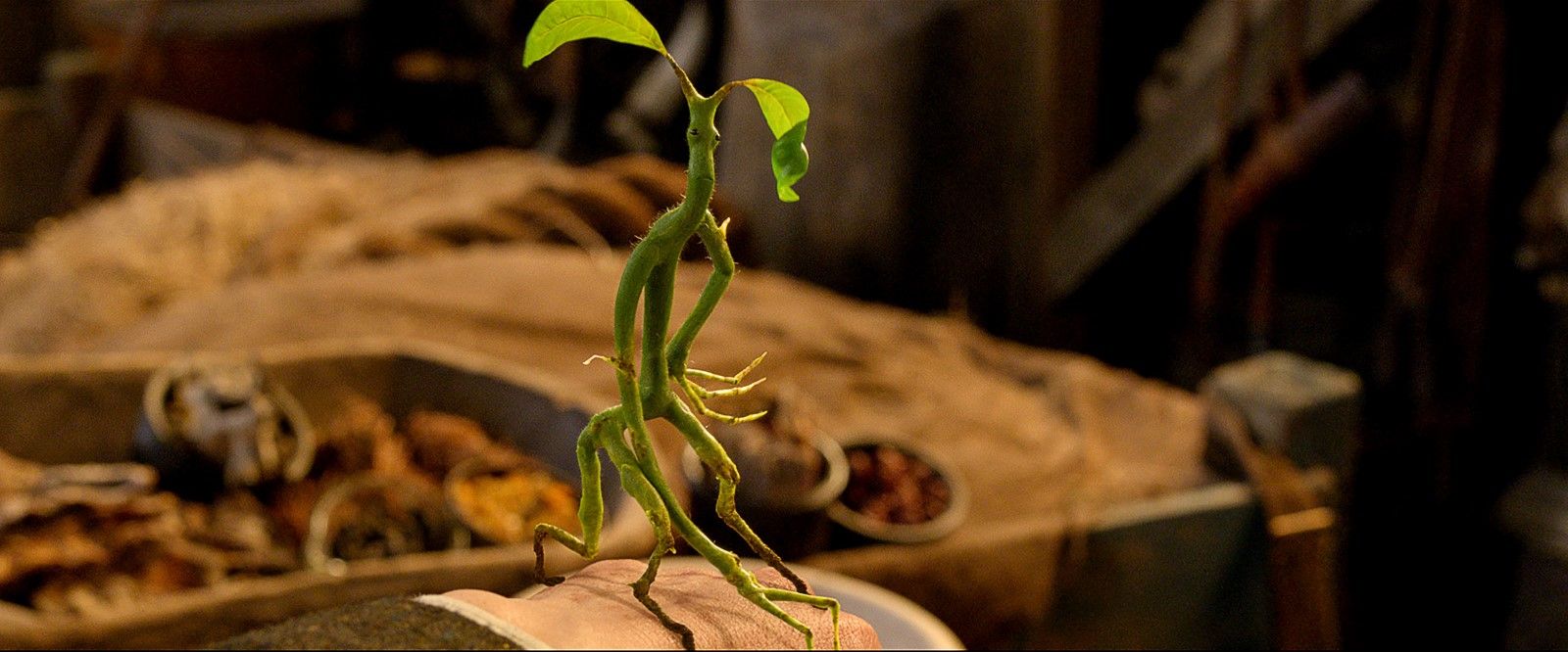 Fantastic Beasts and Where to Find Them Bowtruckle Photo