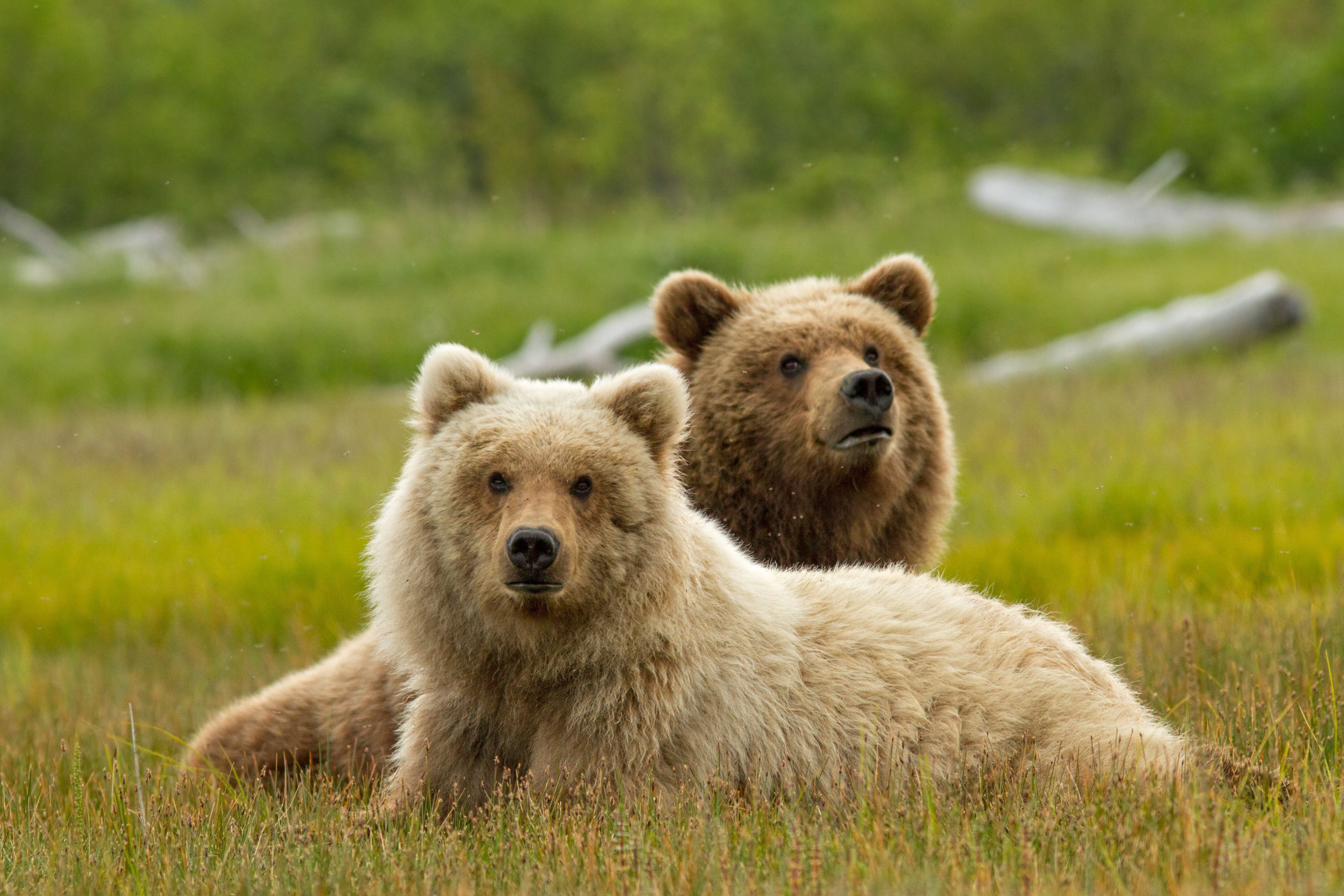 Bears Photo 1