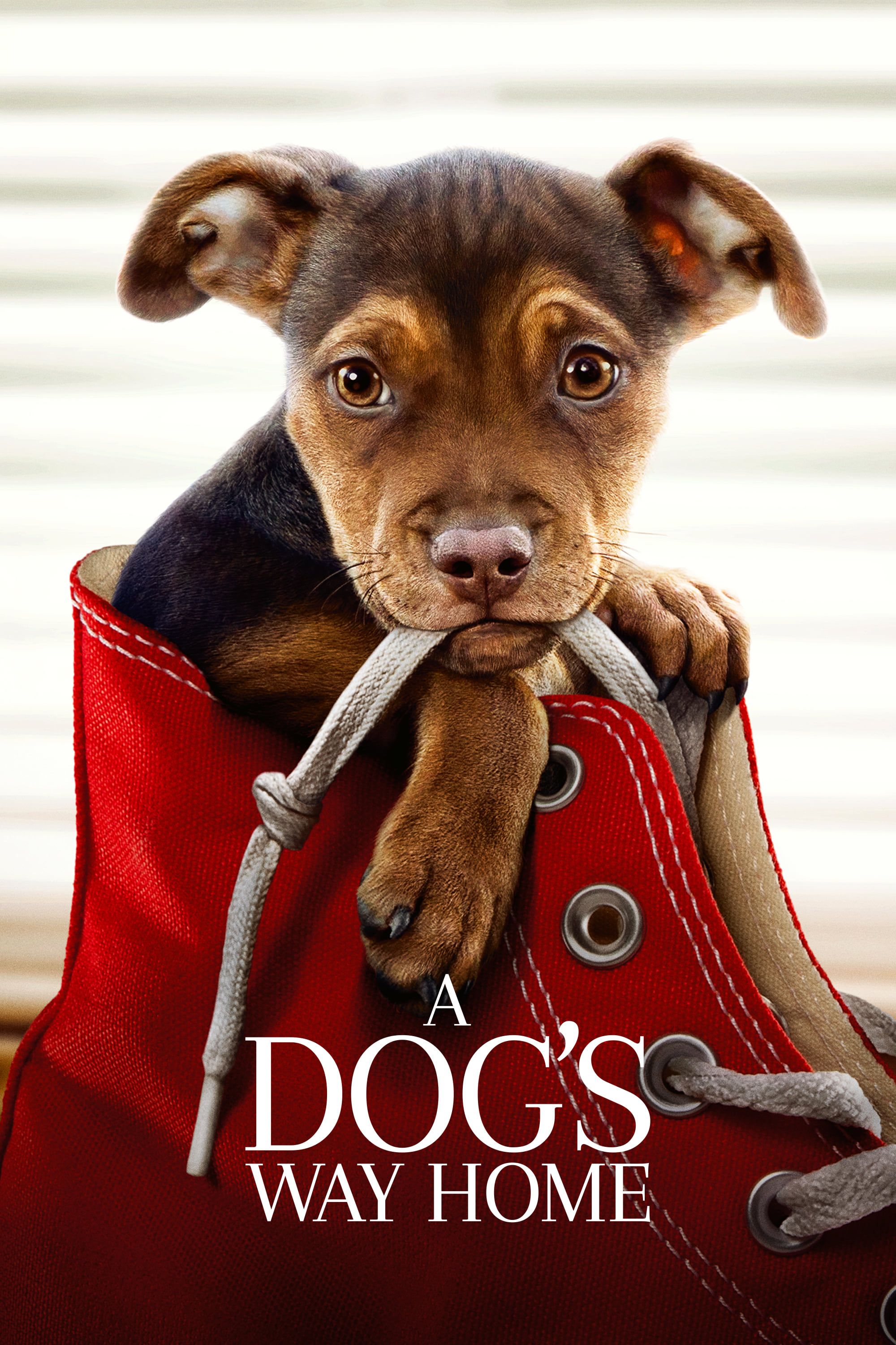 A Dogs Way Home (2019) MovieWeb